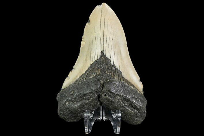 Fossil Megalodon Tooth - North Carolina #108984